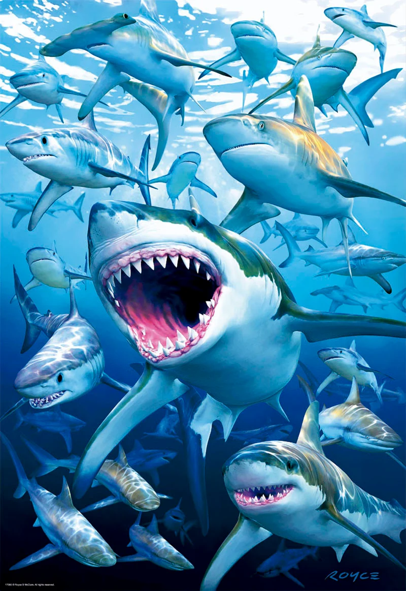 Shark Club, Royce McClure