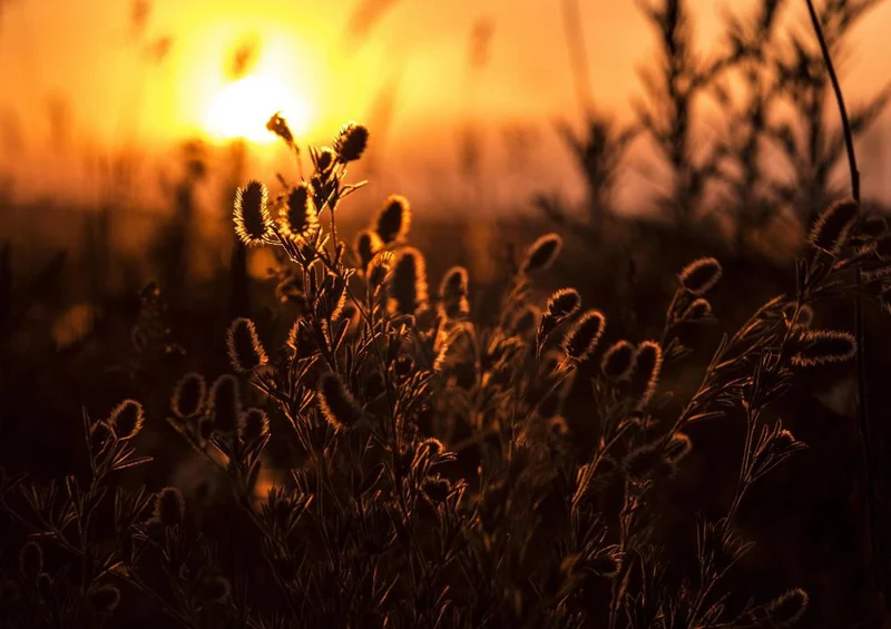 26523 Natur - Sonnenlicht am Feld Puzzle