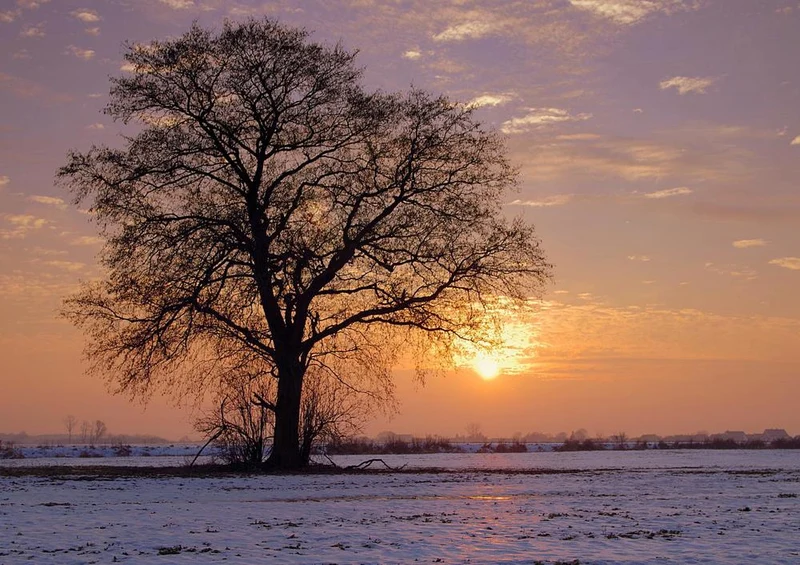 26120 Natur - Baum Puzzle