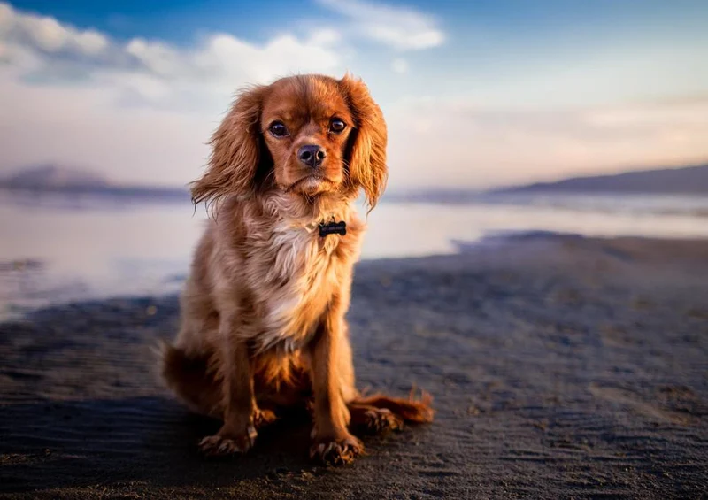 26488 Tierwelt - Hund Puzzle