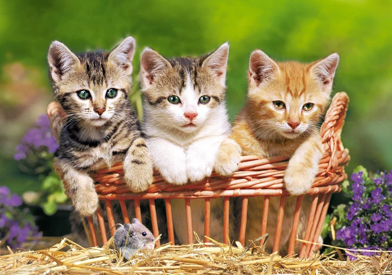 Three Lovely Kittens
