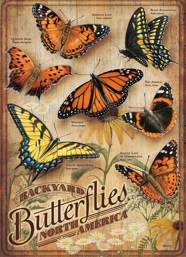 Backyard Butterflies of North America, Rosemary Millette