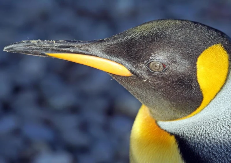 16986 Tierwelt - Königspinguin Puzzle