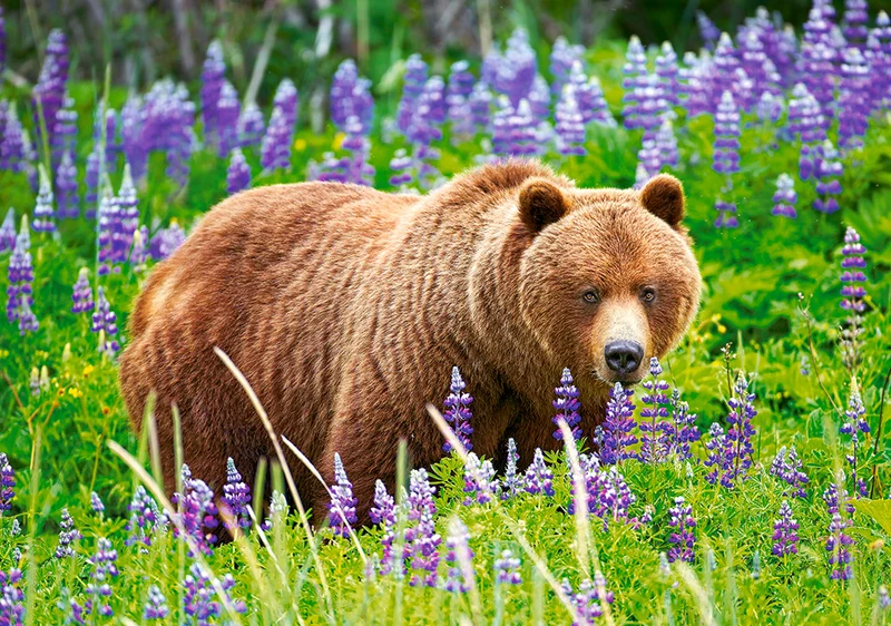 Bear on the Meadow, Jon Cornforth