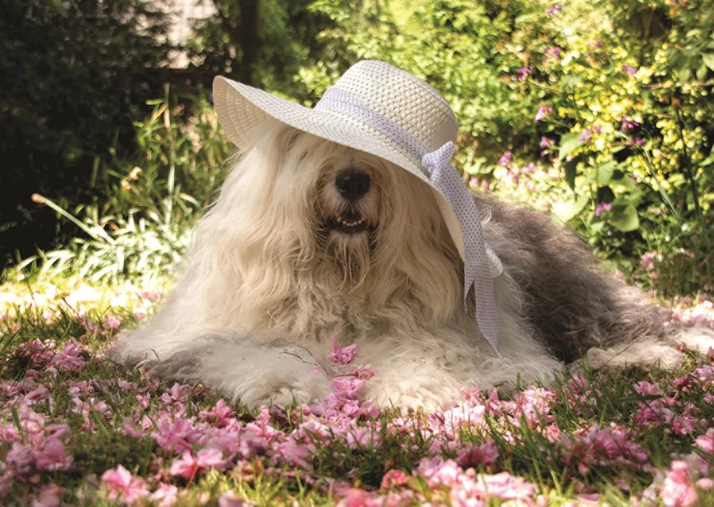Sophie in a Bed of Flowers, Cees Bol