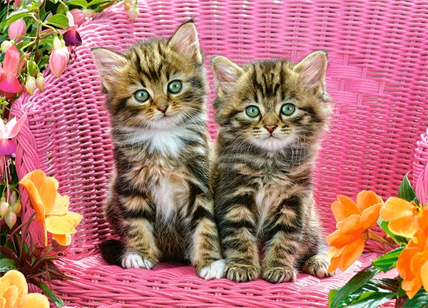 Kittens on a Garden Chair, Greg Cuddiford