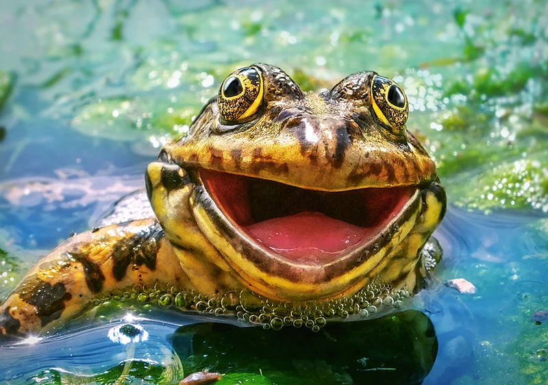 Green & Fun, Artyom Krivosheev