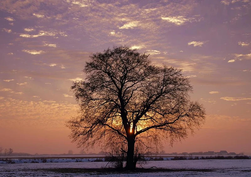 26045 Natur - Baum Puzzle