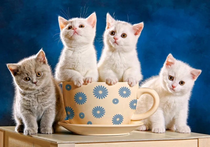 Looking for Milk