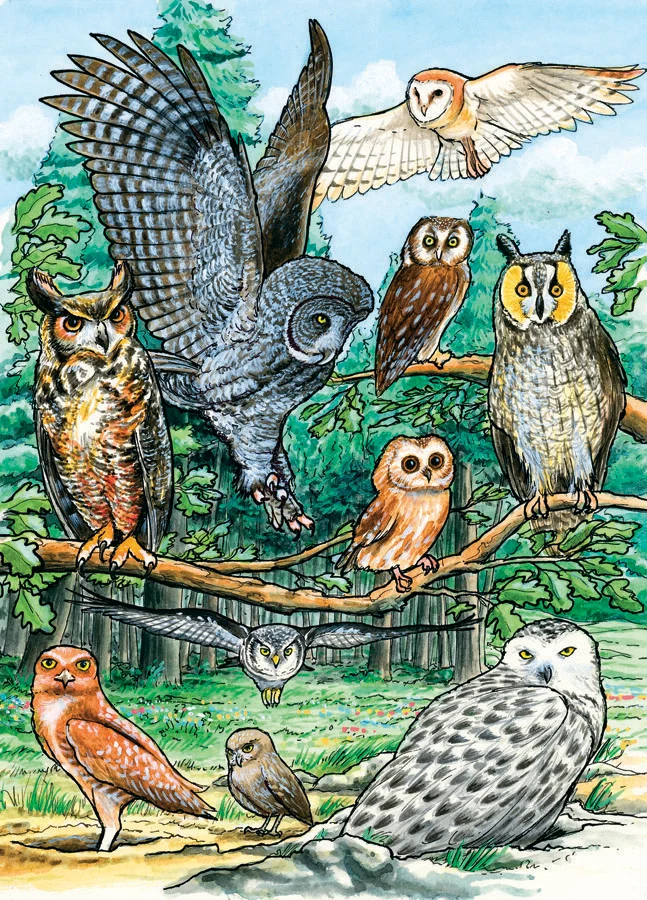 Northern American Owls (Tray Puzzle)