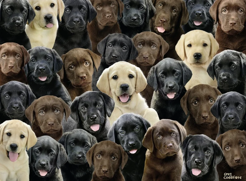 Ravensburger Labradors, Greg Cuddiford