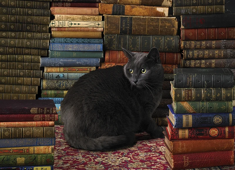 Library Cat