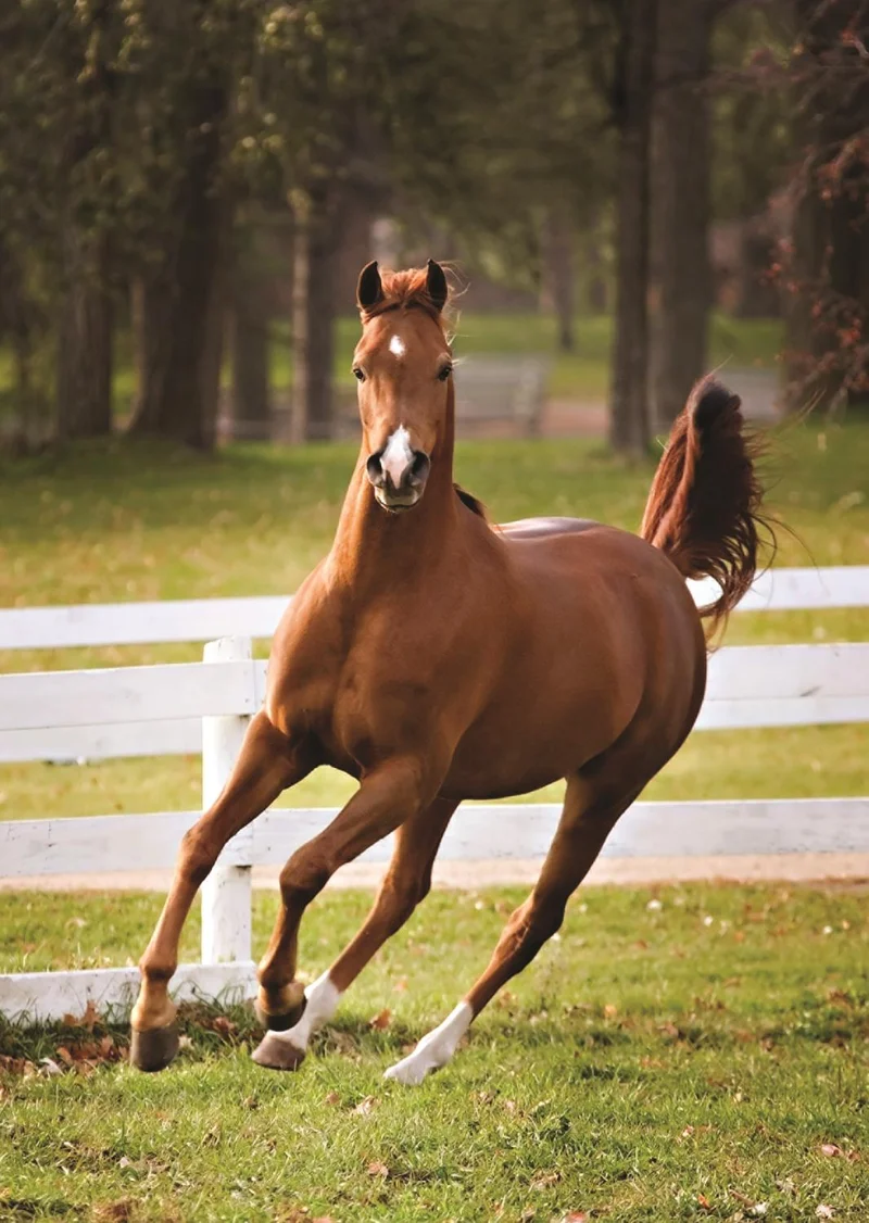 Playful Foal, Shelley Paulson