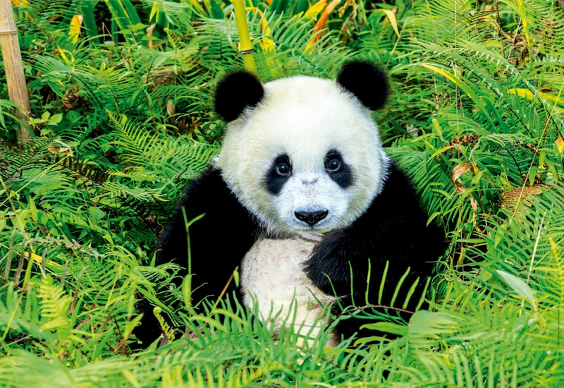 Panda Bear, Sylvain Cordier