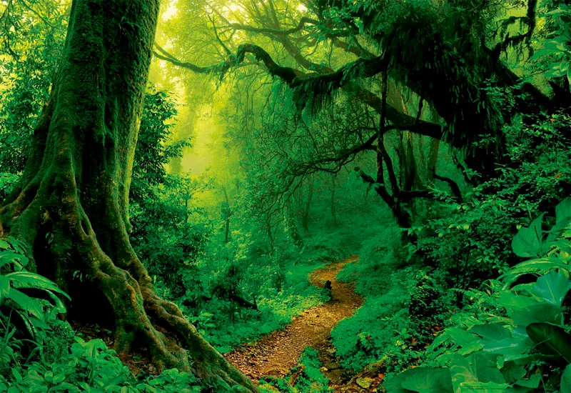 Enchanted Forest