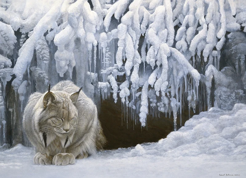 Dozing Lynx, Robert Bateman