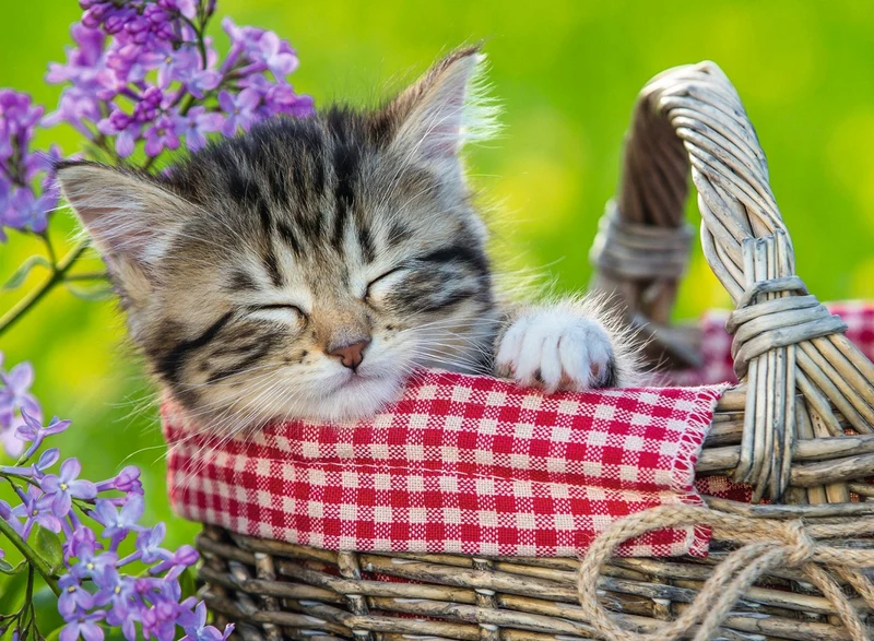 Ravensburger Sleeping Kitten