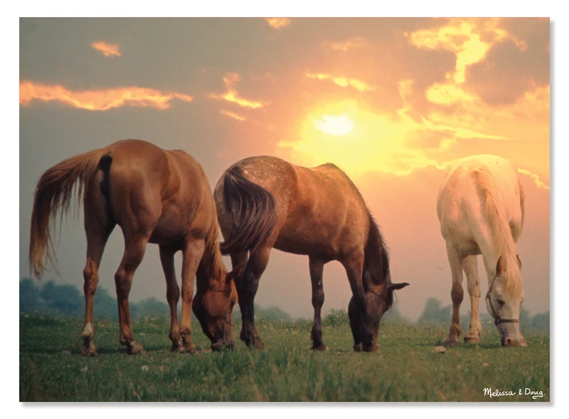 Sunrise Horses