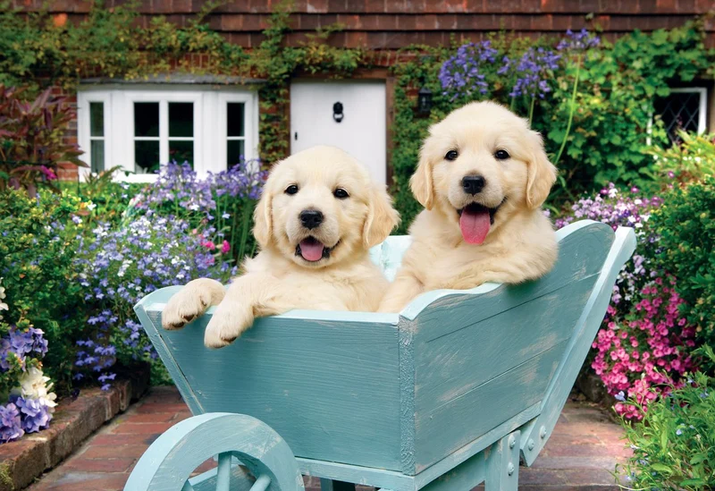 Puppies in a Wheelbarrow, Greg Cuddiford