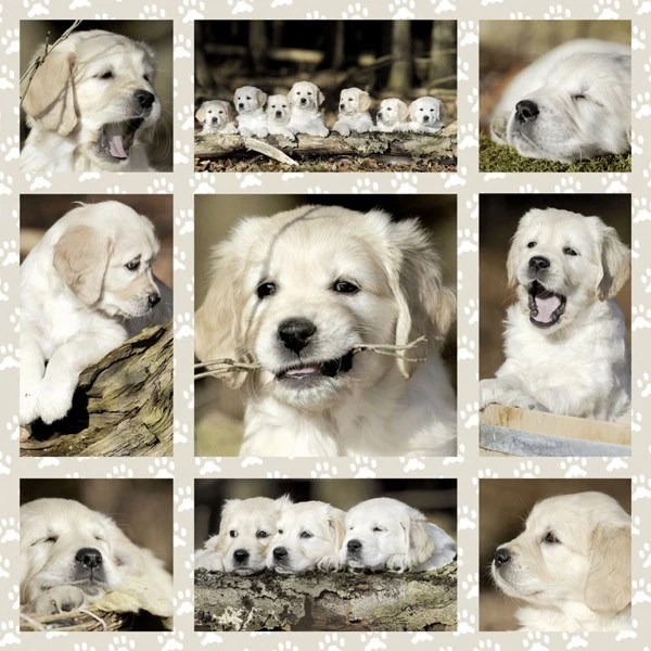 Dog Kids