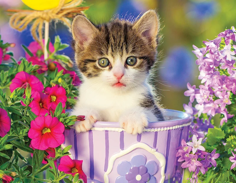 Tabby Kitten in the Garden
