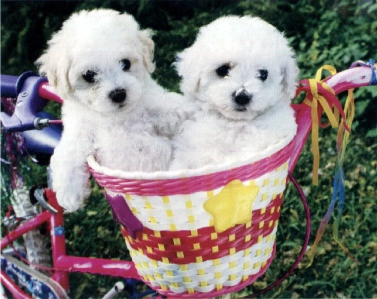 Puppies in a Basket