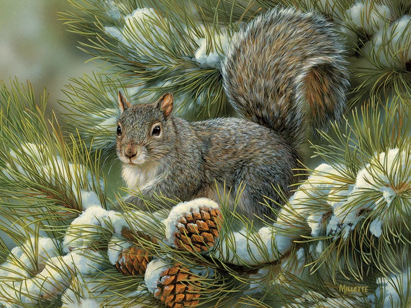 Gray Squirrel