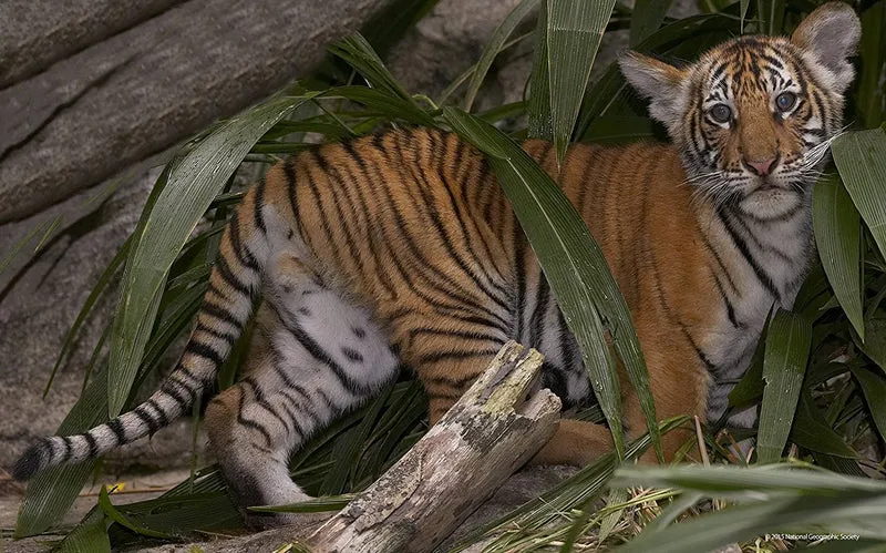 Tiger - Super 3D Puzzle