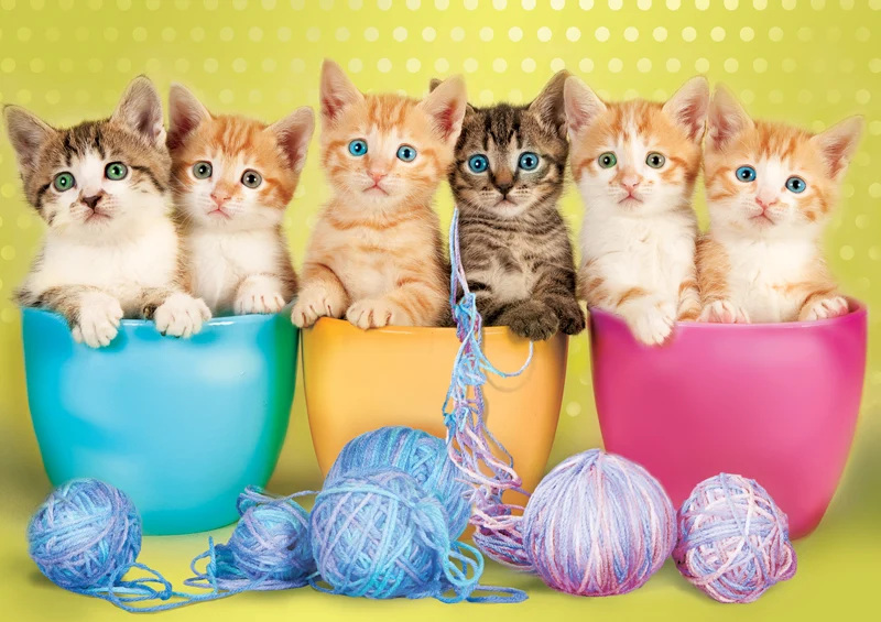 Adorable Animals - Kittens in Cups