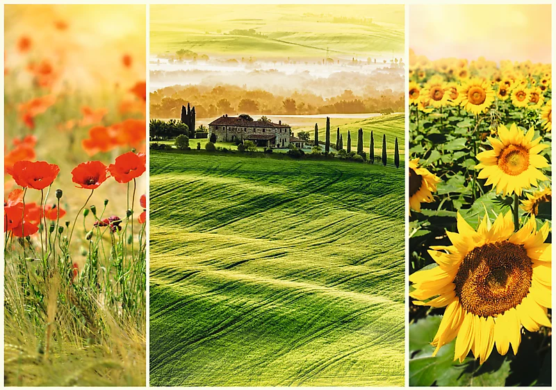 Sunny Tuscany