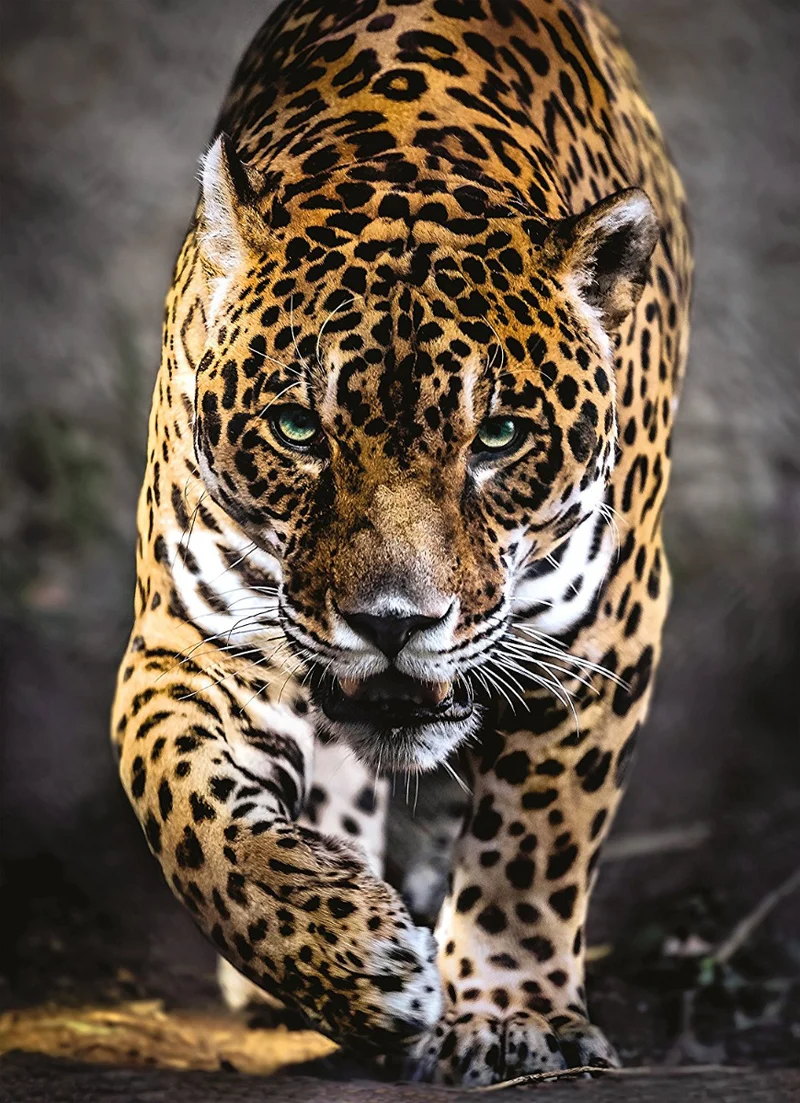 Walk of the Jaguar (1000pcs)