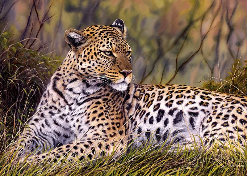King of the Savanna, Jason Morgan