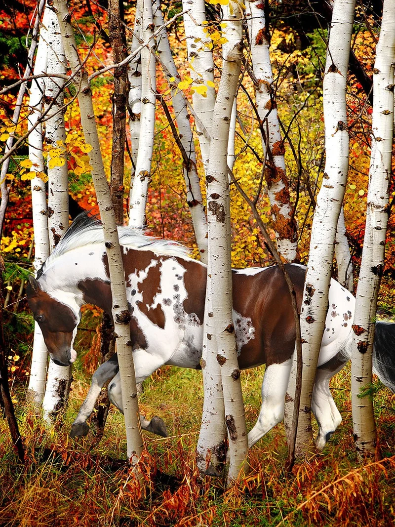 Hideaway Horse