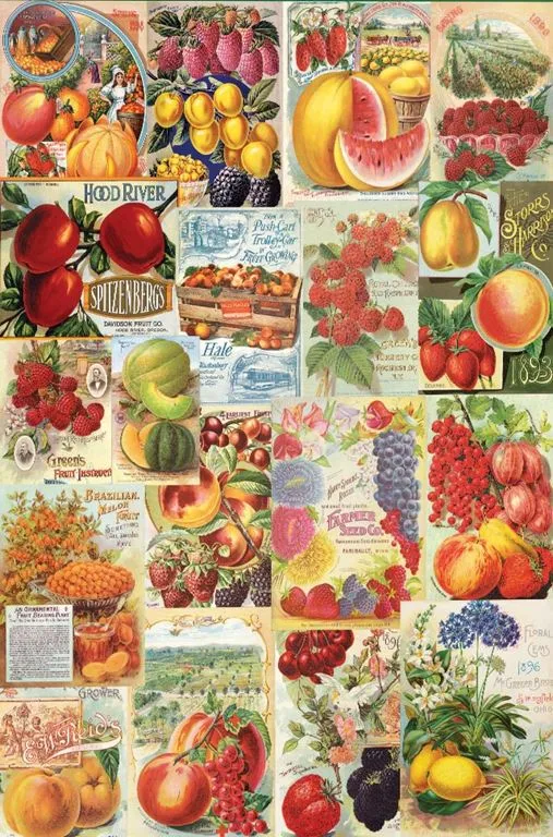Fruits - Smithsonian Seed Catalogue Collection