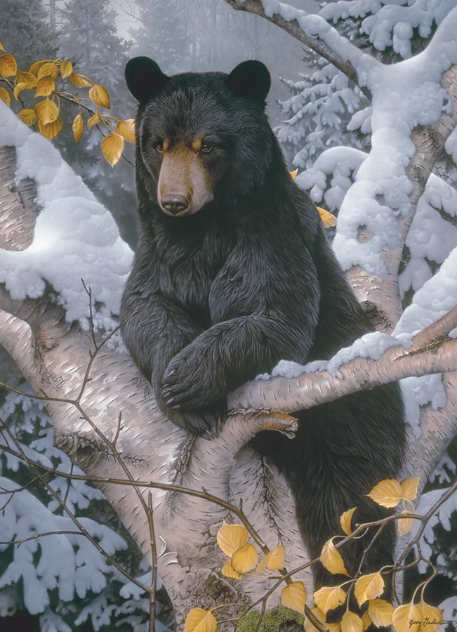 Black Bear