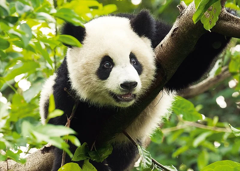 Giant Panda