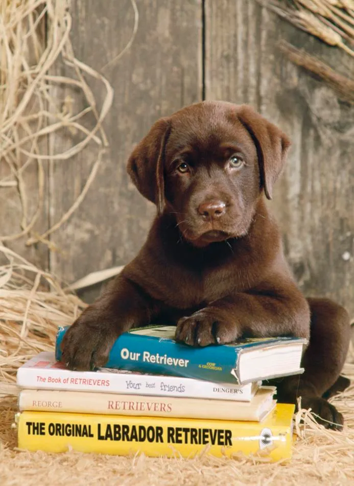 Laying on the Books