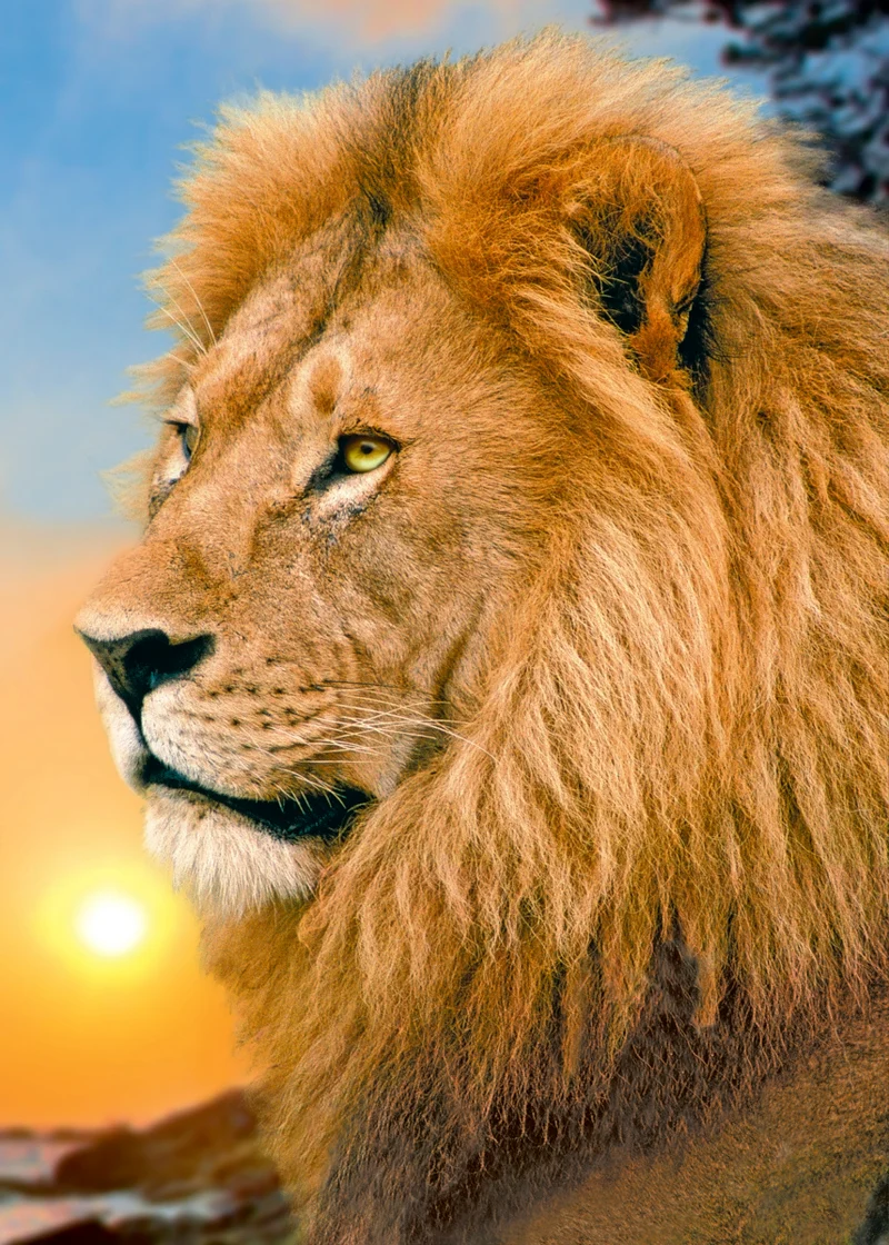 Lion