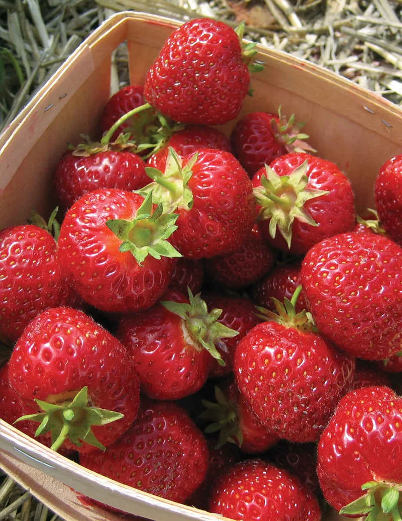Basket of Berries