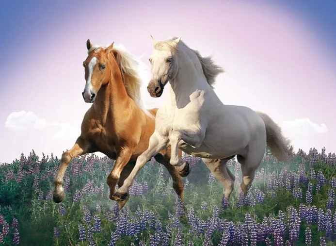 Free Horses