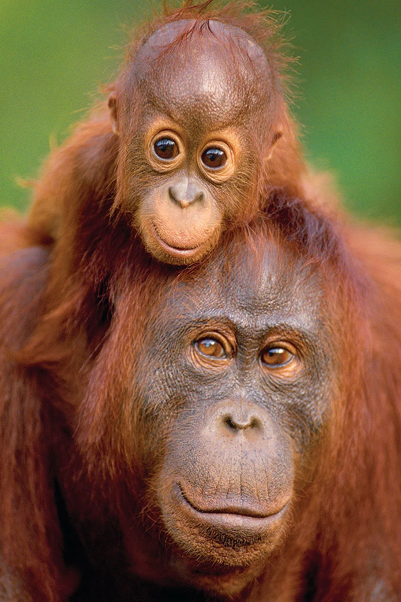 Orangutan & Baby