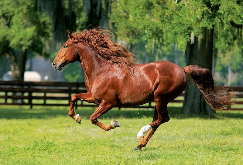 At a Gallop