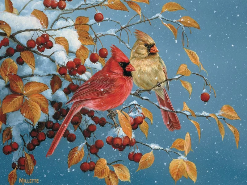Winter Cardinals