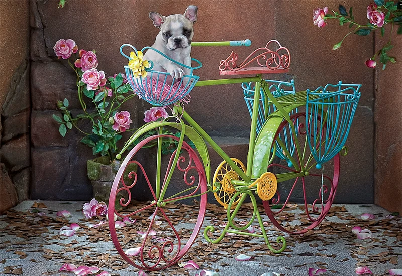 Easy Rider Bulldog Frances