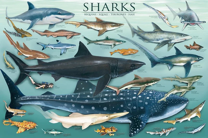 Sharks