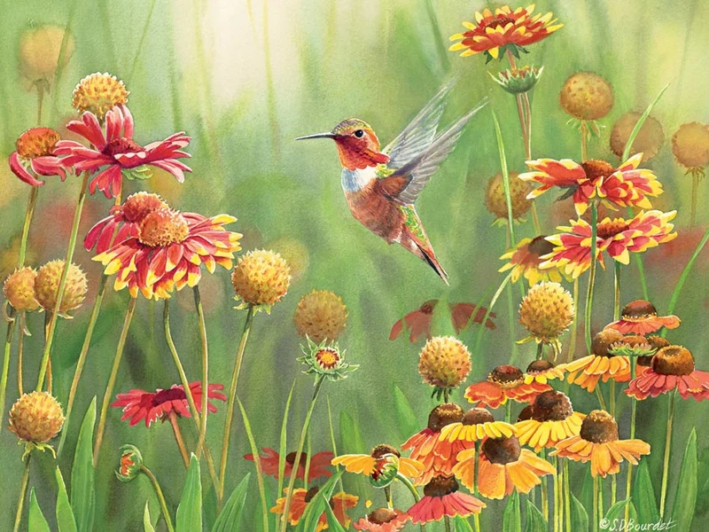 Rufous Hummingbird (500 pc)