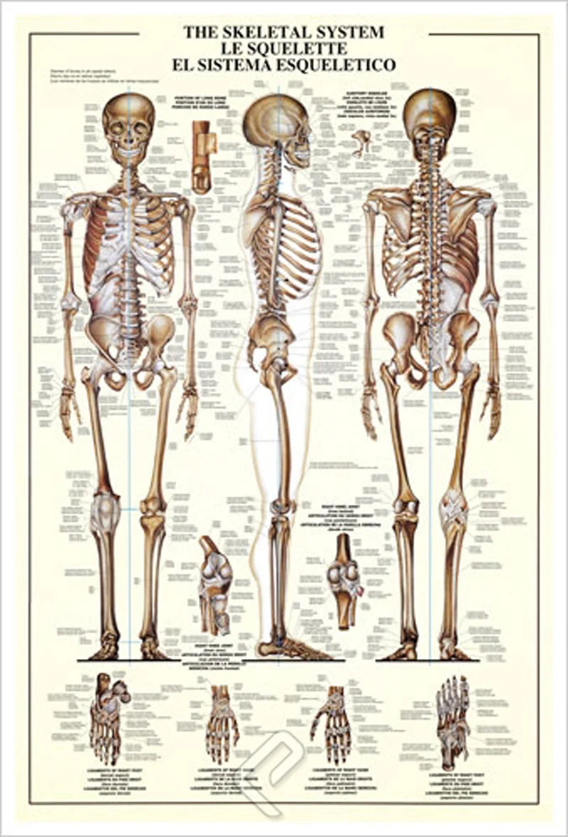 The Skeletal System