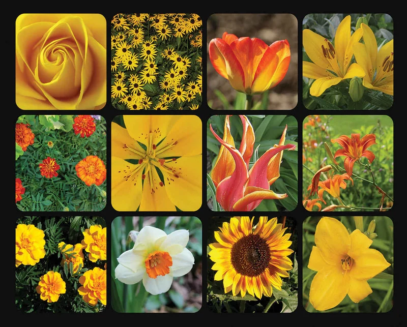 Golden Blooms