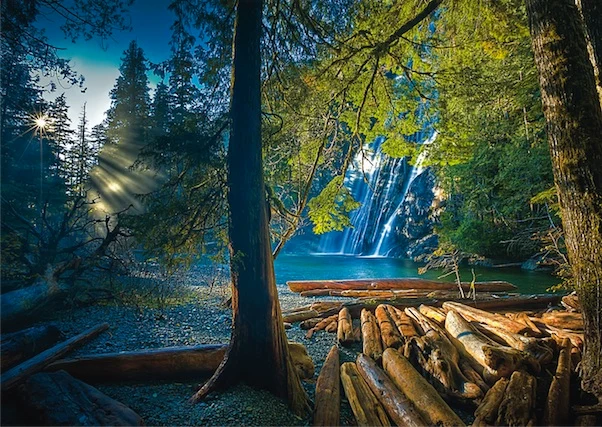 Mysterious Forest