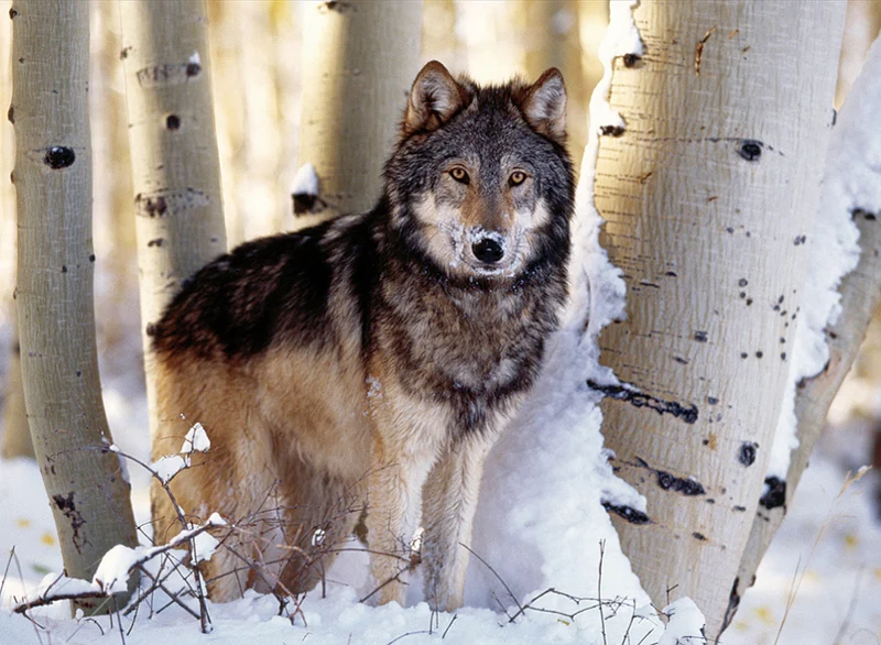 Winter Hunting
